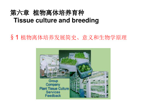 植物离体培养育种案例