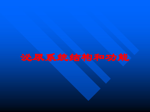 泌尿系统结构和功能培训课件