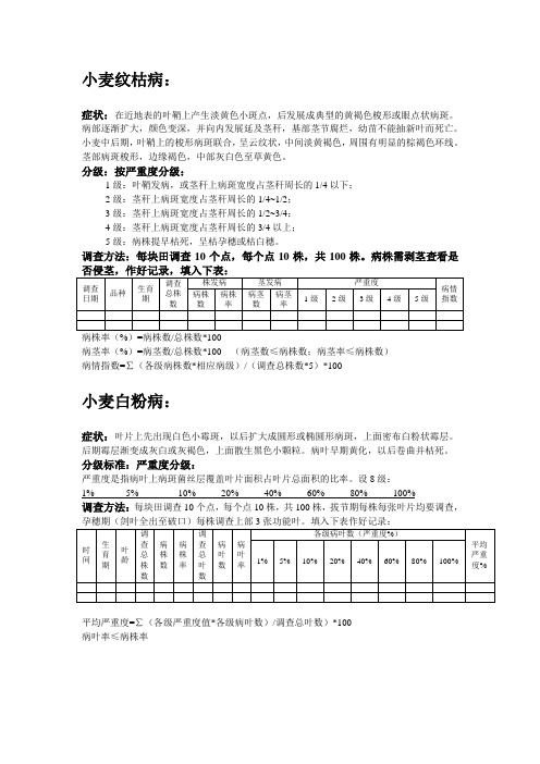 小麦纹枯病和白粉病调查方法
