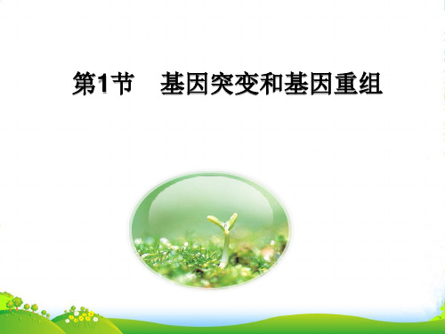 高中生物必修2课件：5.1基因突变和基因重组(共36张PPT)