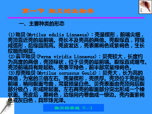 贻贝的养殖