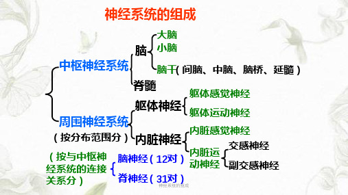 神经系统的组成ppt课件