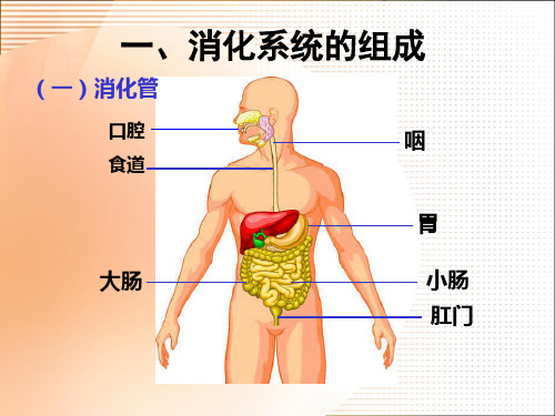 食物的消化和营养物质的吸收PPT课件