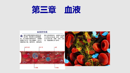 动物生理学__血液