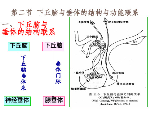 下丘脑与垂体的结构联系