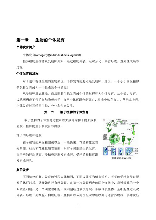 生物个体发育