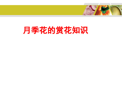 月季花的赏花知识