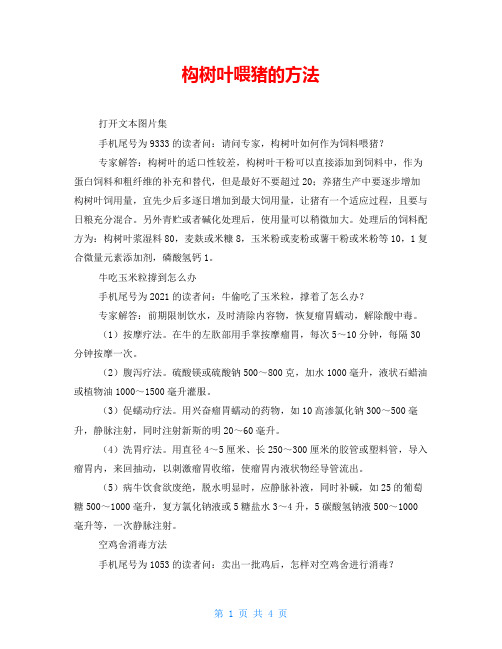 构树叶喂猪的方法