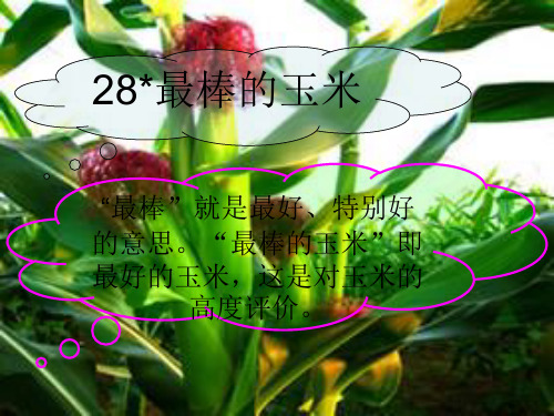 四年级语文上册西师大版教学第七单元28最棒的玉