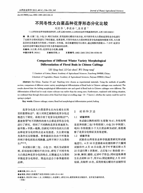 不同冬性大白菜品种花芽形态分化比较