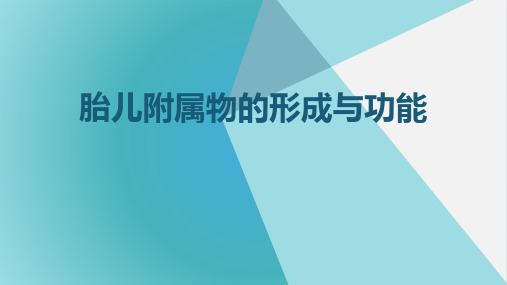 胎儿附属物