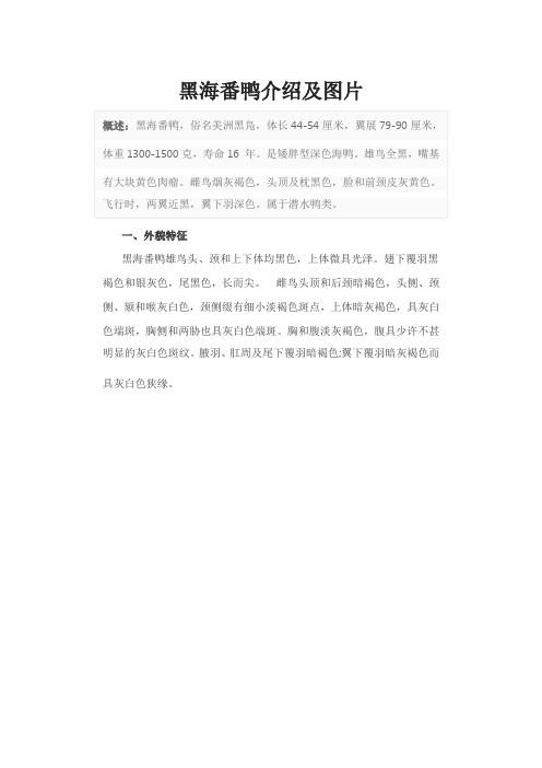 黑海番鸭介绍及图片