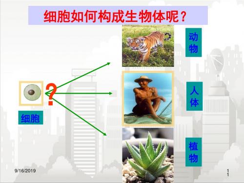 人教部编版七年级初一生物上册 第二节 动物体的结构层次