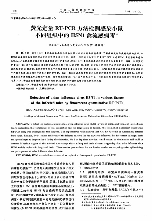 荧光定量RT—PCR方法检测感染小鼠不同组织中的HSN1禽流感病毒