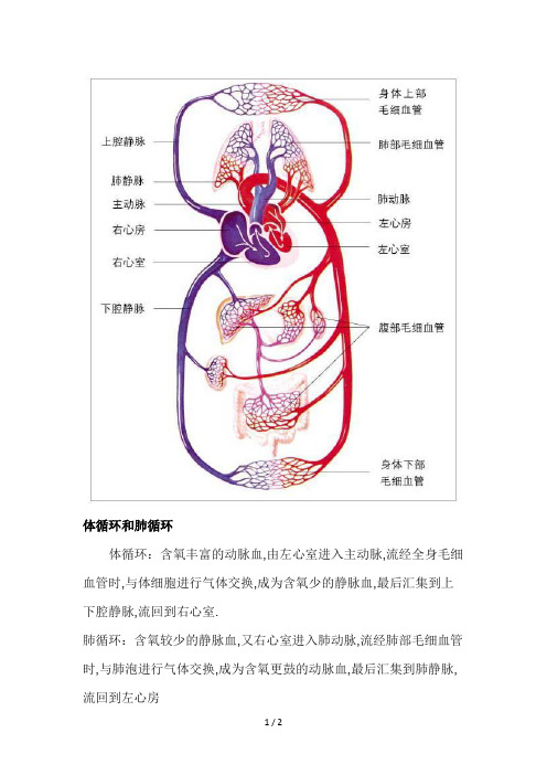 体循环和肺循环