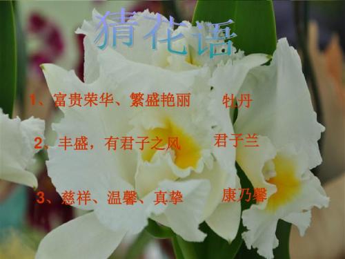 趣味植物