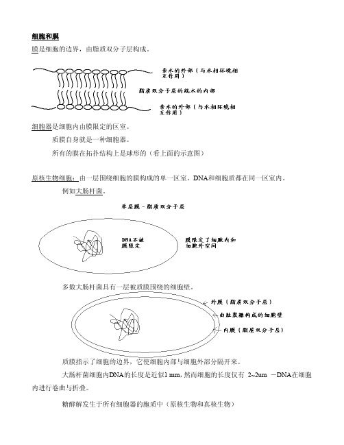 cellmembrane