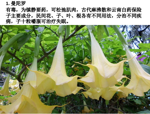 身边的药草ppt课件