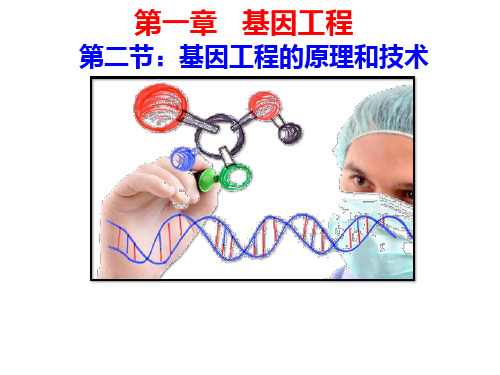 1.2-基因工程的基本操作步骤