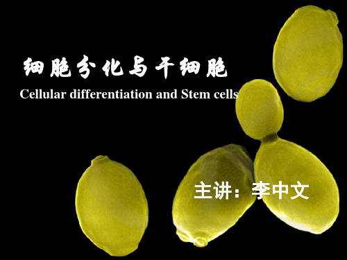 第十四章 细胞分化与干细胞