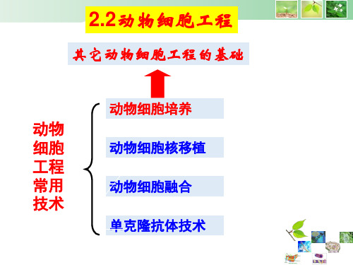 高中生物课件-2.2.1《动物细胞培养和核移植技术》1
