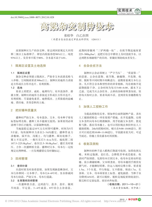 高粱杂交制种技术