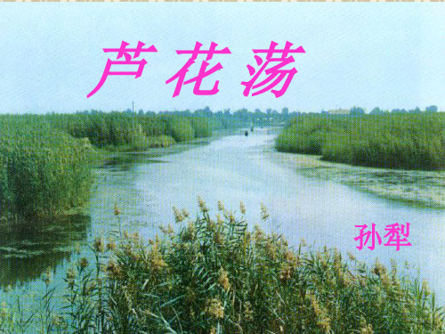 八年级语文《芦花荡》ppt课件