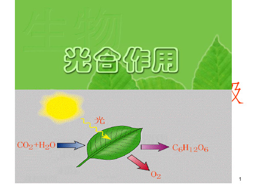 光合作用和细胞呼吸复习
