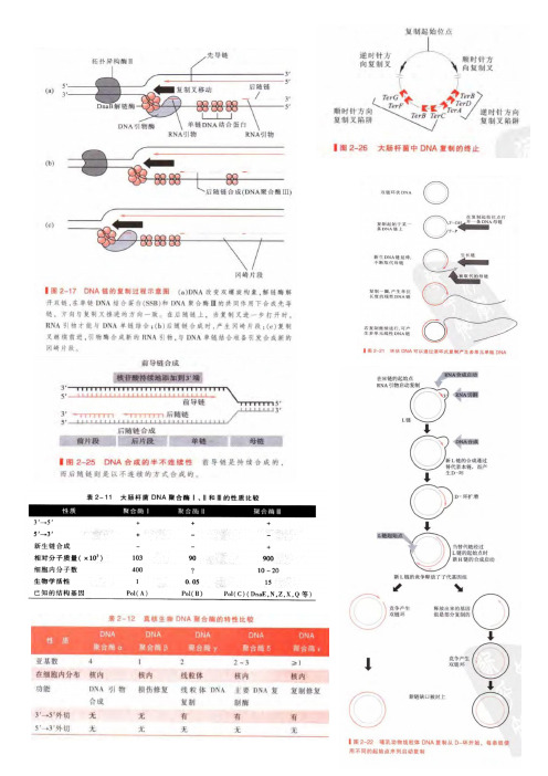 分子生物学 总结---DNA复制