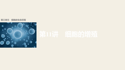 2018版浙江省高考生物课件：第3单元 第11讲 细胞的增殖