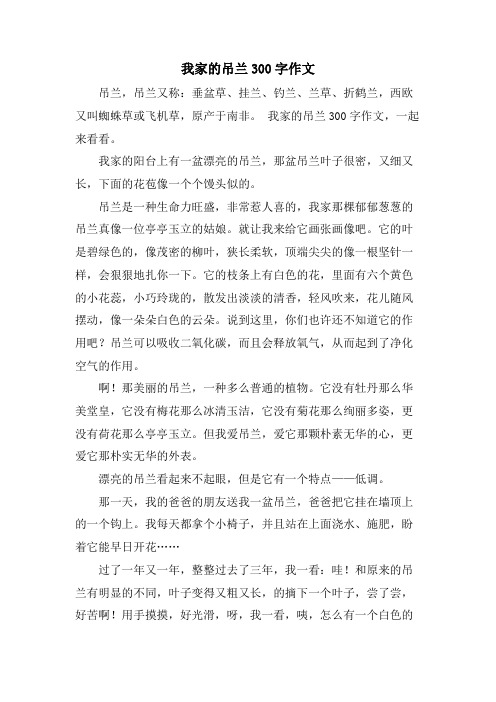 我家的吊兰300字作文