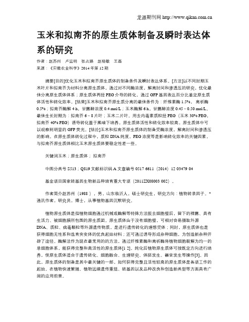 玉米和拟南芥的原生质体制备及瞬时表达体系的研究