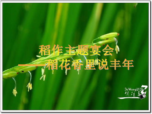 稻花香里说丰年——主题宴会设计