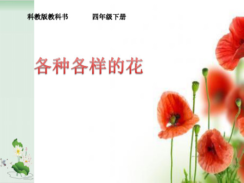 四年级下册科学课件各种各样的花教科版(共16张PPT)