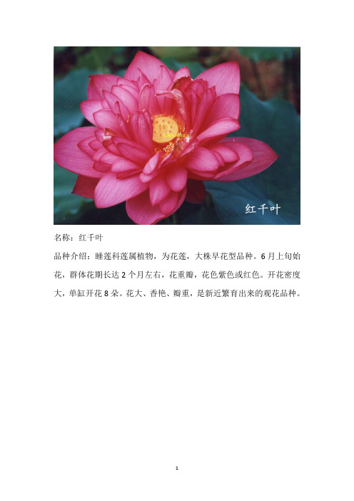 荷花介绍