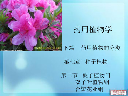 合瓣花亚纲概述