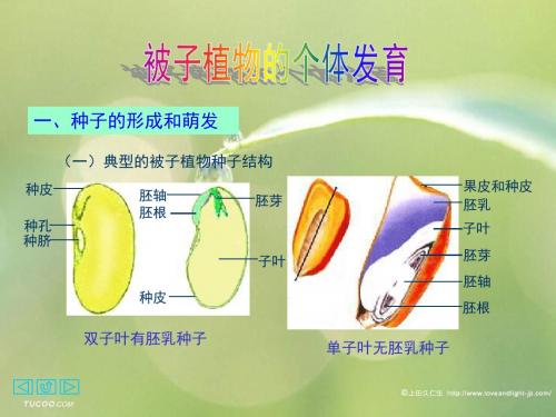 生物课件 被子植物的个体发育