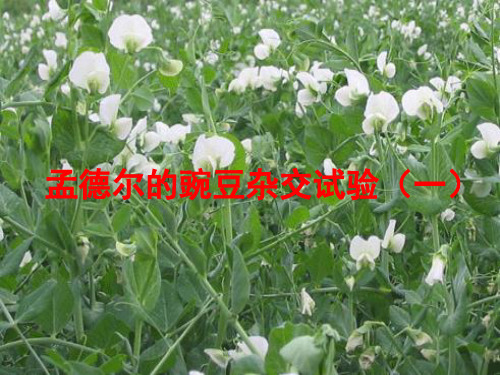 人教版高中生物必修二课件完美版： 孟德尔的豌豆杂交试验