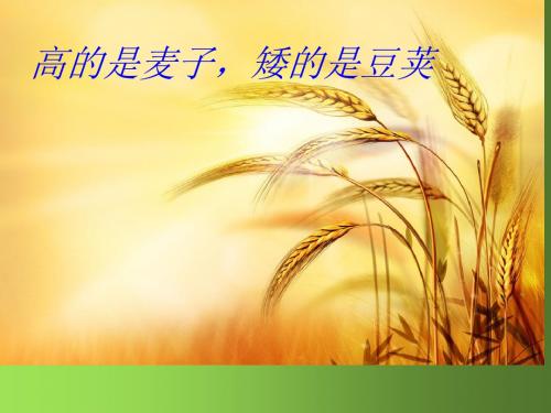 小学语文_ 长春2001课标版_ 六年级上册_ 五、童年 _ 高的是麦子,矮的是豆荚 _