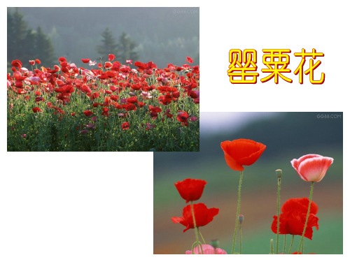 毒品,可怕的幽灵