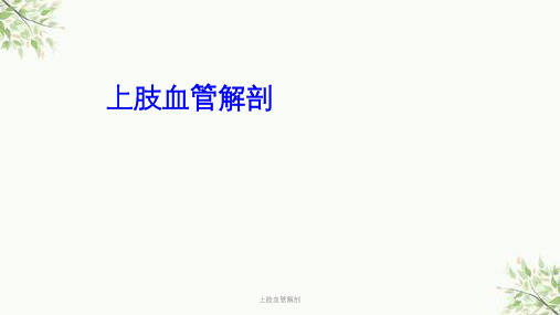 上肢血管解剖课件