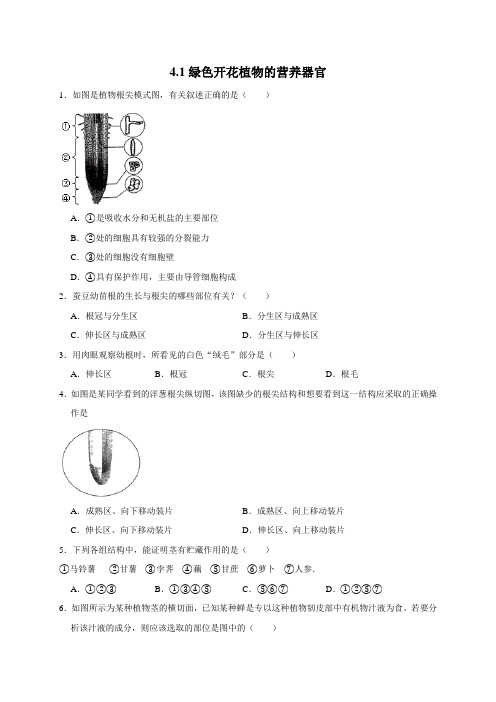 4.1绿色开花植物的营养器官—华师大版科学八年级上册同步检测