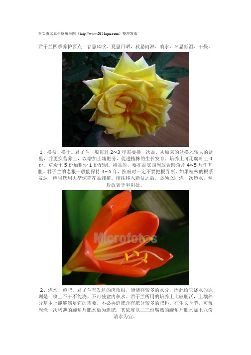 君子兰栽培管理要注意哪些要点