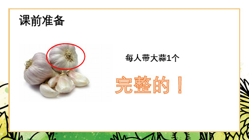 一年级上册科学课件我们知道的植物l教科版