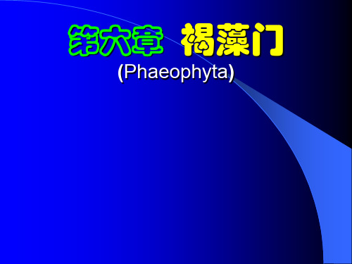 12海洋生物学07褐藻门01