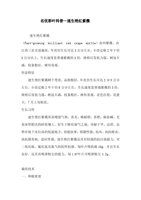 名优彩叶科普—速生艳红紫薇