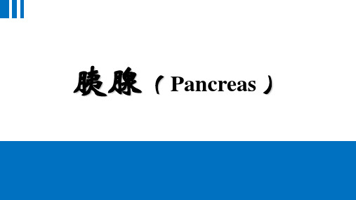 胰腺( Pancreas )