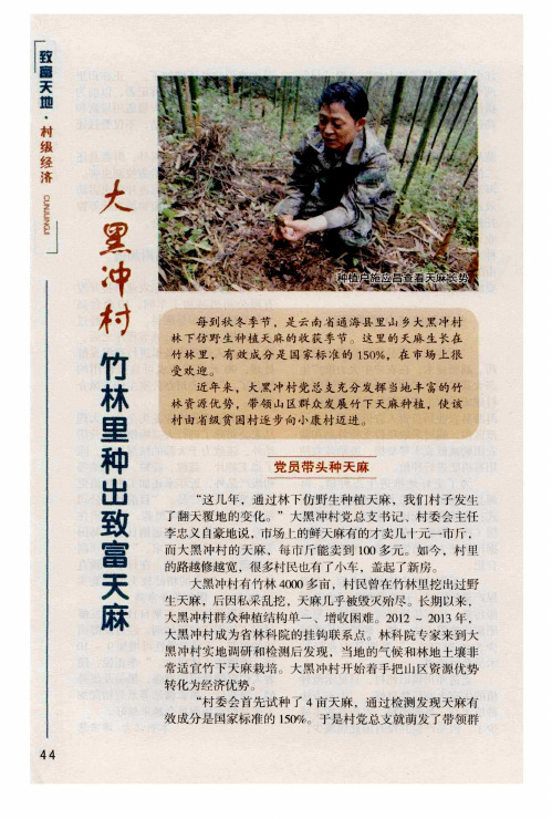 大黑冲村竹林里种出致富天麻