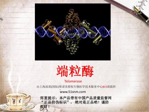 端粒酶