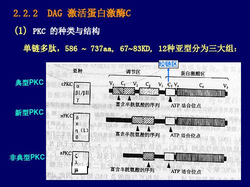 生物化学DAG-PKC信号传递途径共46页文档